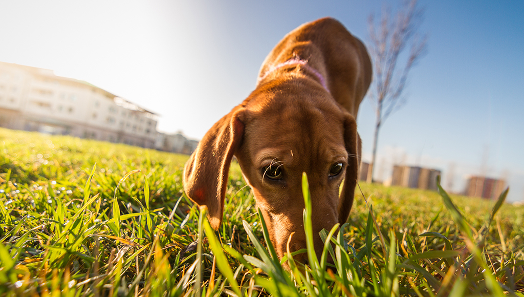 why dogs eat their feces