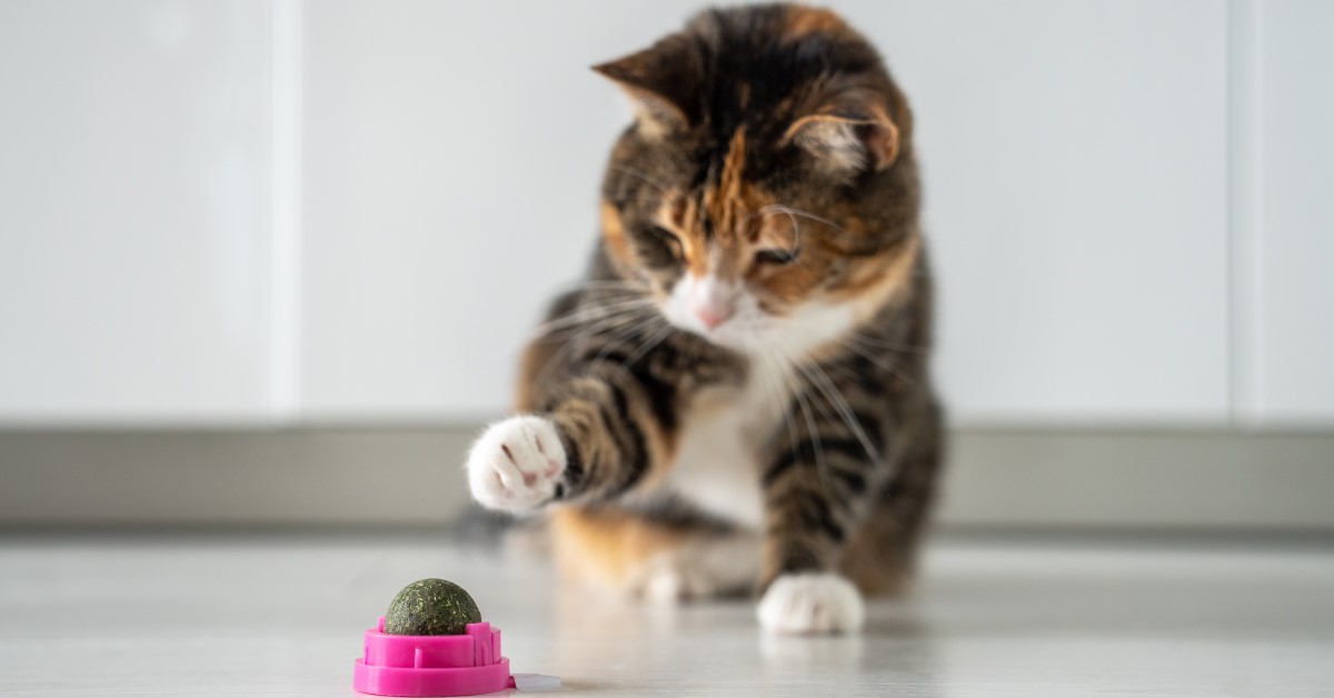 Homemade Catnip Toys Easy Diy Cat